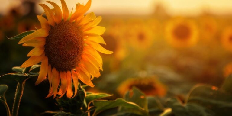 Zonnebloemolie in 100% natuurlijke huidverzorging
